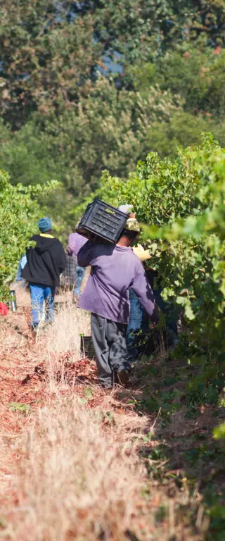 Rendez-vous mit der Welt – Wein in Südafrika
